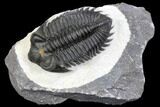 Coltraneia Trilobite Fossil - Huge Faceted Eyes #146575-1